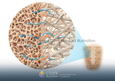 Bone Matrix Illustration