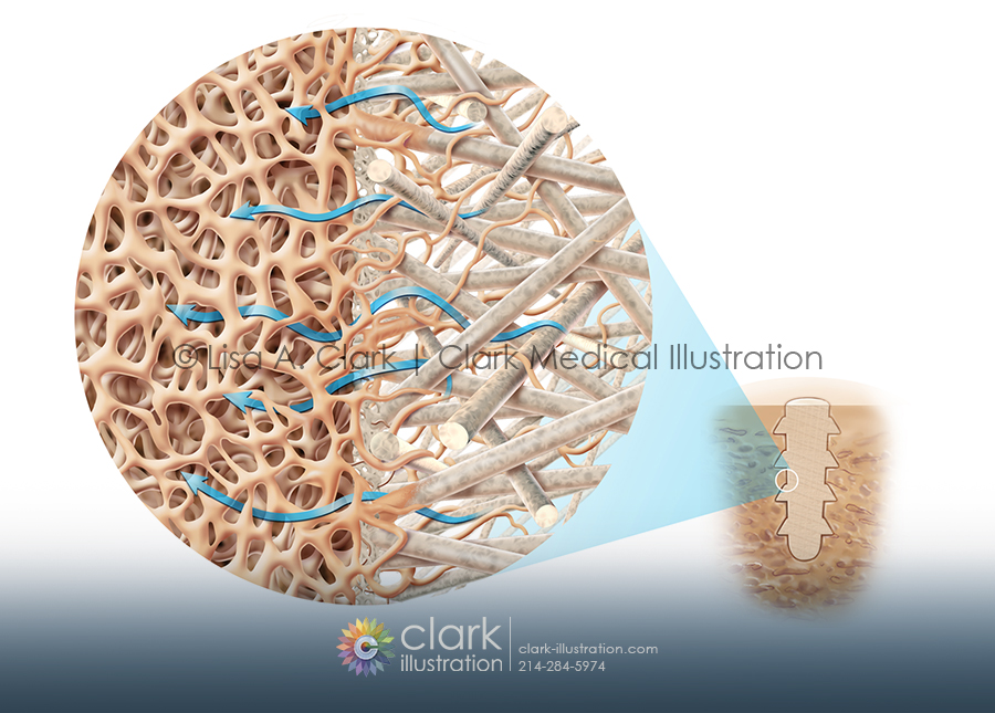 Bone Matrix Illustration
