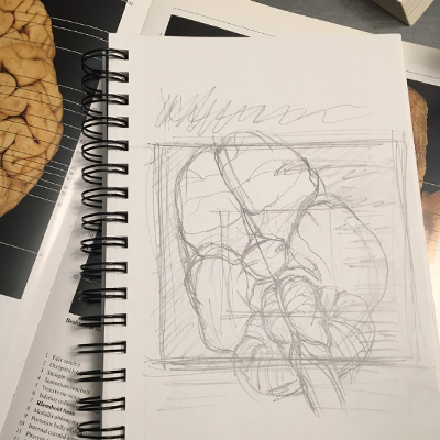 Brain Sketch